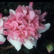 Ballet Queen Variegated